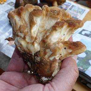 Bergporling, Foto 6