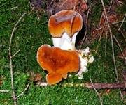 Bergporling, Foto 7