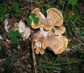 Bergporling, Foto 10