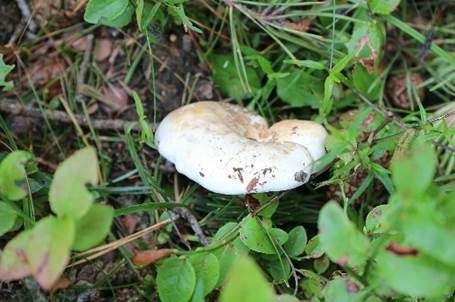 Grünender Pfeffermilchling, Foto 3