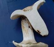 Grünender Pfeffermilchling, Foto 18