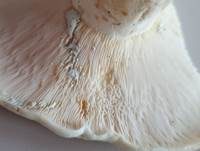 Grünender Pfeffermilchling, Foto 22