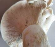 Grünender Pfeffermilchling, Foto 23
