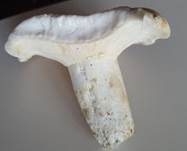 Grünender Pfeffermilchling, Foto 24