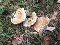 Grünender Pfeffermilchling, Foto 7