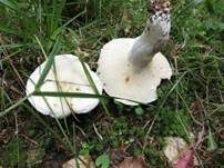Grünender Pfeffermilchling, Foto 8