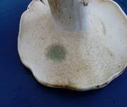 Grünender Pfeffermilchling, Foto 9