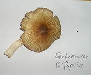 Grünender Risspilz, Foto 10