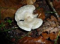 Grüner Anistrichterling, Foto 12