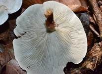 Grüner Anistrichterling, Foto 17