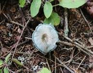 Grüner Anistrichterling, Foto 19