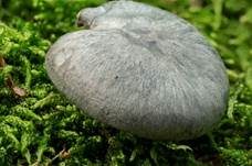 Grüner Anistrichterling, Foto 23