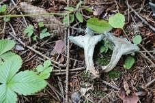Grüner Anistrichterling, Foto 27