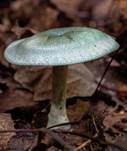 Grüner Anistrichterling, Foto 30