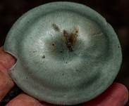 Grüner Anistrichterling, Foto 32