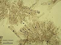 Grüner Anistrichterling, Foto 39