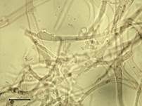 Grüner Anistrichterling, Foto 42