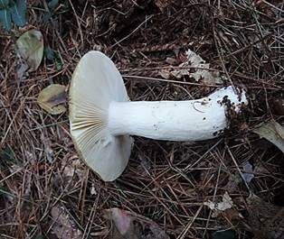 Grüner Heringstäubling, Foto 3
