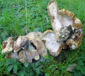 Grüner Kammporling, Foto 3