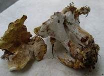 Grüner Kammporling, Foto 27
