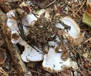 Grüner Kammporling, Foto 28