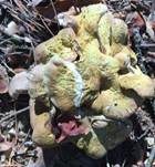 Grüner Kammporling, Foto 30