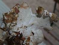 Grüner Kammporling, Foto 33