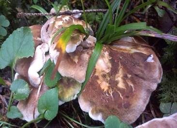 Grüner Kammporling, Foto 6
