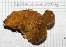 Grüner Kammporling, Foto 50