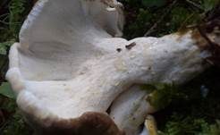 Grüner Kammporling, Foto 7