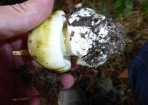 Grüner Knollenblätterpilz, Foto 46