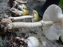 Grüner Knollenblätterpilz, Foto 70