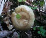 Grüner Milchling, Foto 13