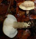 Grüner Milchling, Foto 8