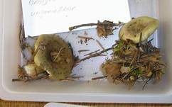 Grüner Milchling, Foto 11