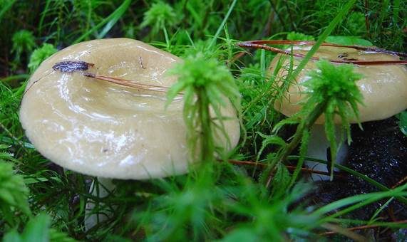 Grüner Ockertäubling, Foto 3