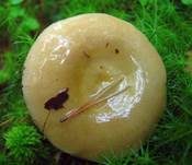 Grüner Ockertäubling, Foto 4