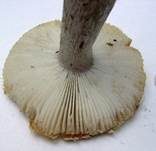 Grüner Ockertäubling, Foto 6