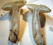 Grüner Ockertäubling, Foto 7