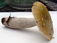 Grüner Ockertäubling, Foto 8
