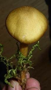 Grüner Raukopf, Foto 6