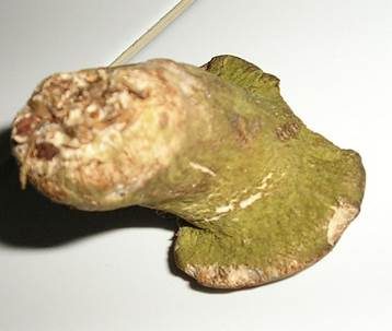 Grüner Schmarotzer Pustelpilz, Foto 3
