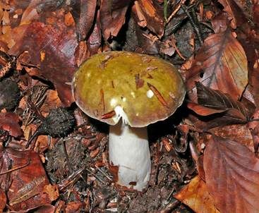 Grüner Speisetäubling, Foto 2