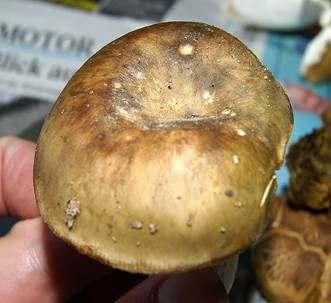 Grüner Speisetäubling, Foto 3