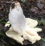Grüner Speisetäubling, Foto 28