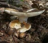 Grüner Speisetäubling, Foto 7