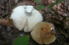 Grüner Speisetäubling, Foto 9