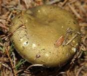 Grüner Speisetäubling, Foto 11