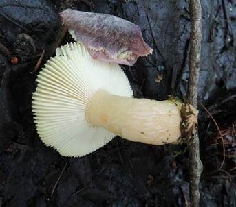 Grünerlentäubling, Foto 3