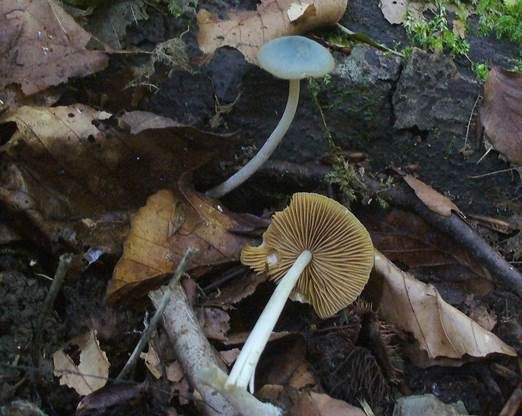 Grünes Samthäubchen, Foto 2
